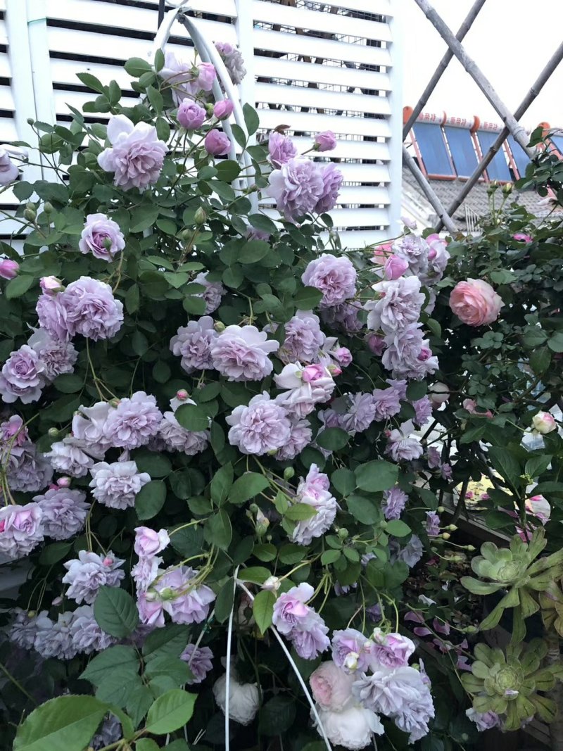 艾拉绒球自由精神蓝色阴雨粉色龙沙宝石欧月攀援花卉月季爬藤