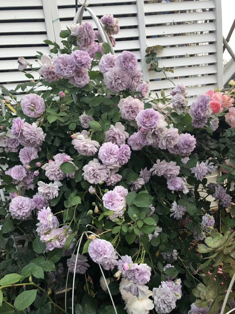 艾拉绒球自由精神蓝色阴雨粉色龙沙宝石欧月攀援花卉月季爬藤