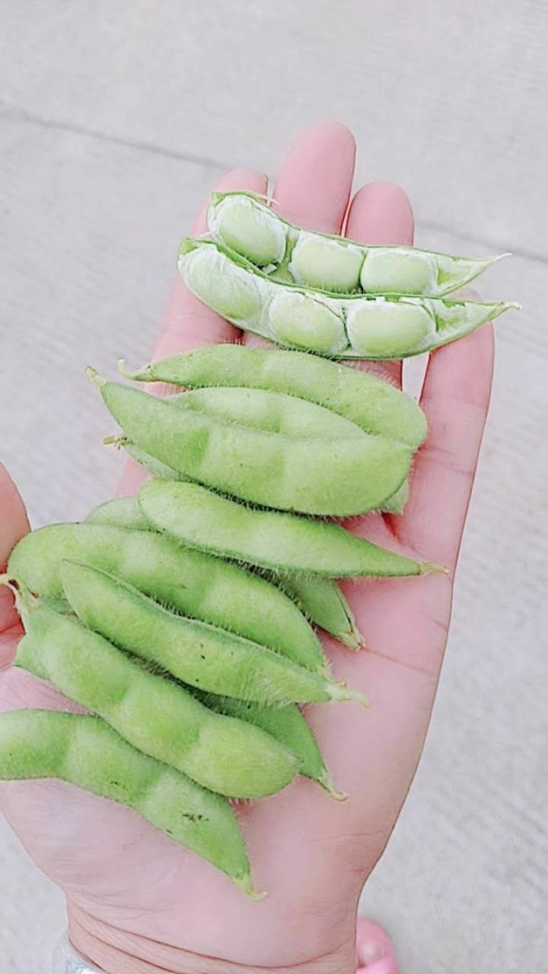 精品，绿宝石毛豆，个头饱满。提供返回车