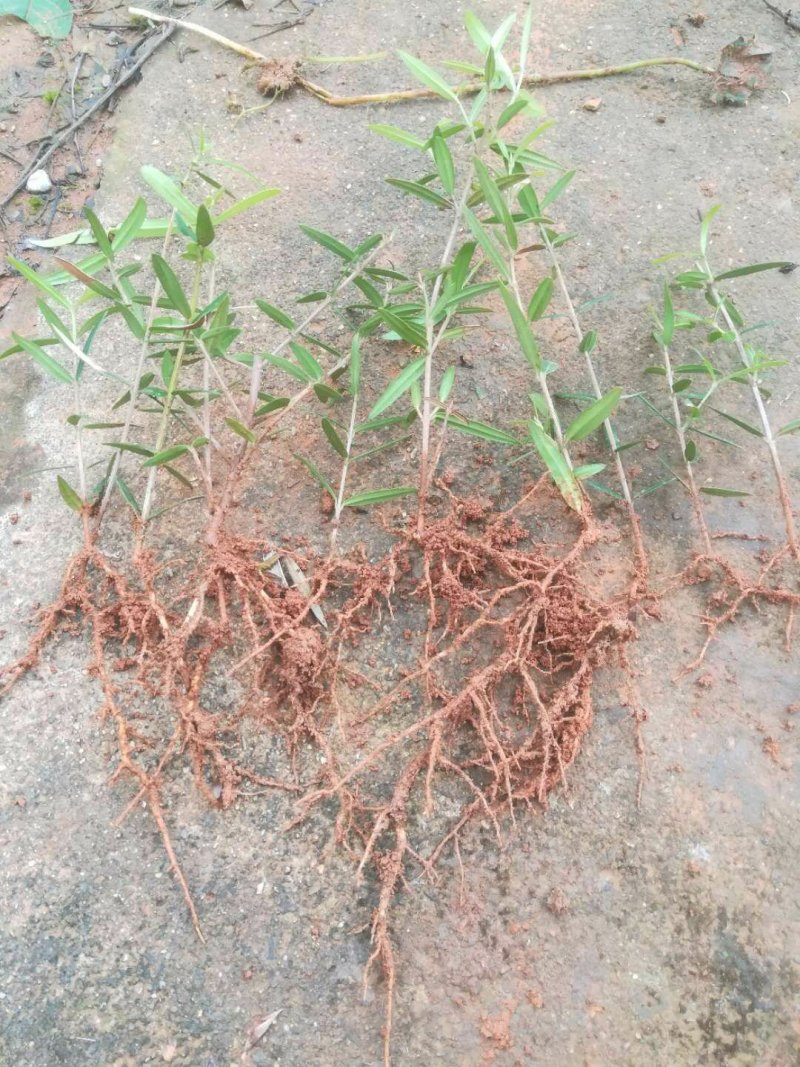 木犀揽苗洋橄榄苗棕榄树苗包邮