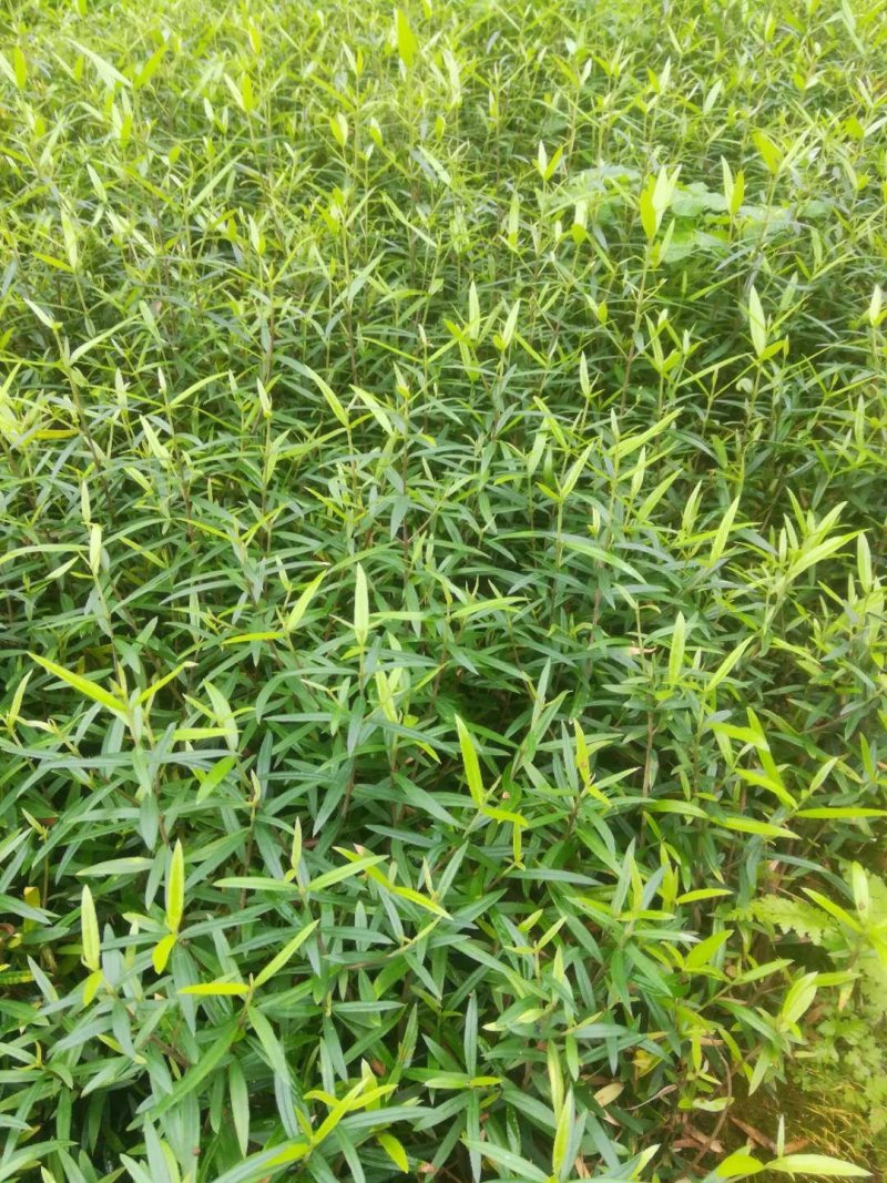 木犀揽苗洋橄榄苗棕榄树苗包邮