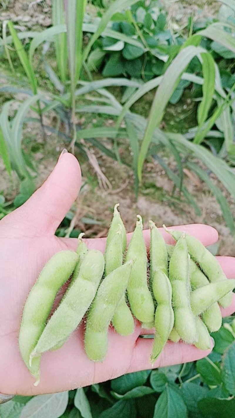 广西博白精品优质毛豆，货源充足，棵粒饱满，一条龙服务。