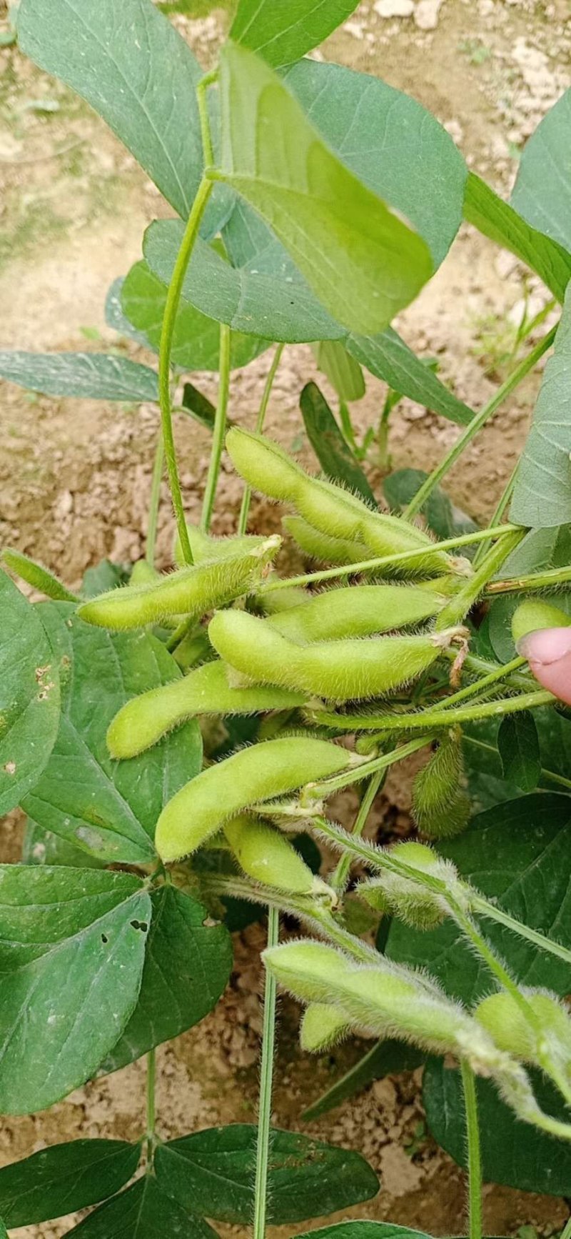 广西博白精品优质毛豆，货源充足，棵粒饱满，一条龙服务。