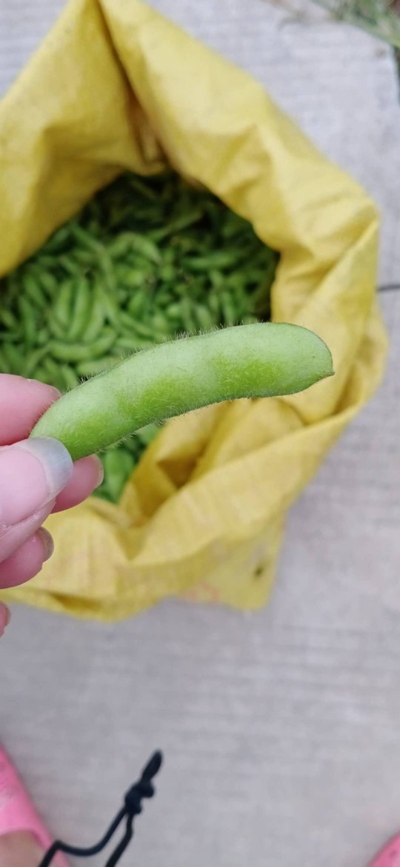 广西博白精品优质毛豆，货源充足，棵粒饱满，一条龙服务。
