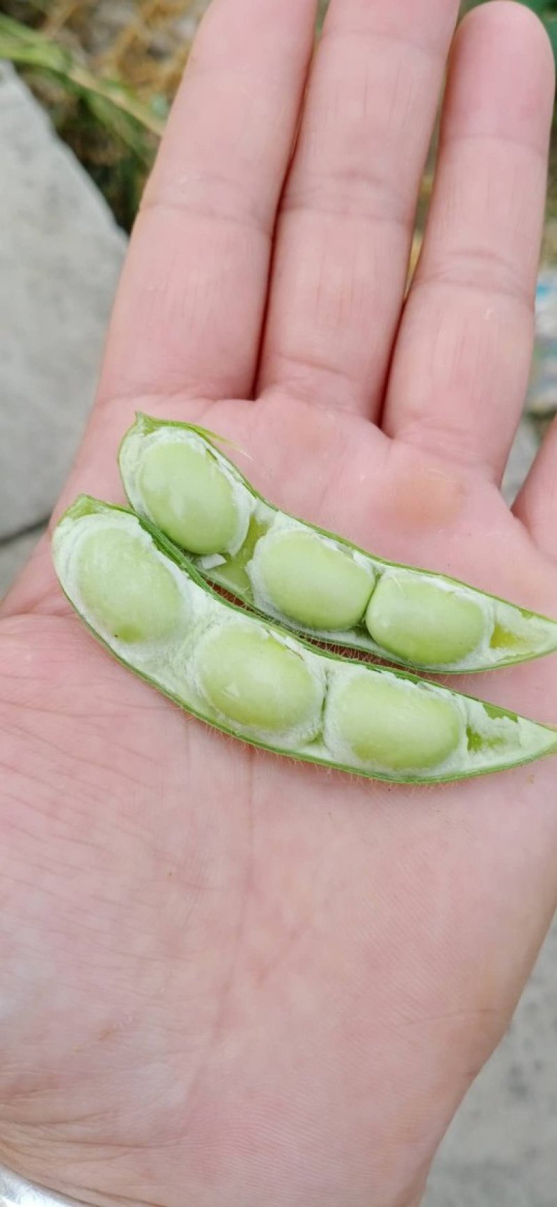 广西博白精品优质毛豆，货源充足，棵粒饱满，一条龙服务。