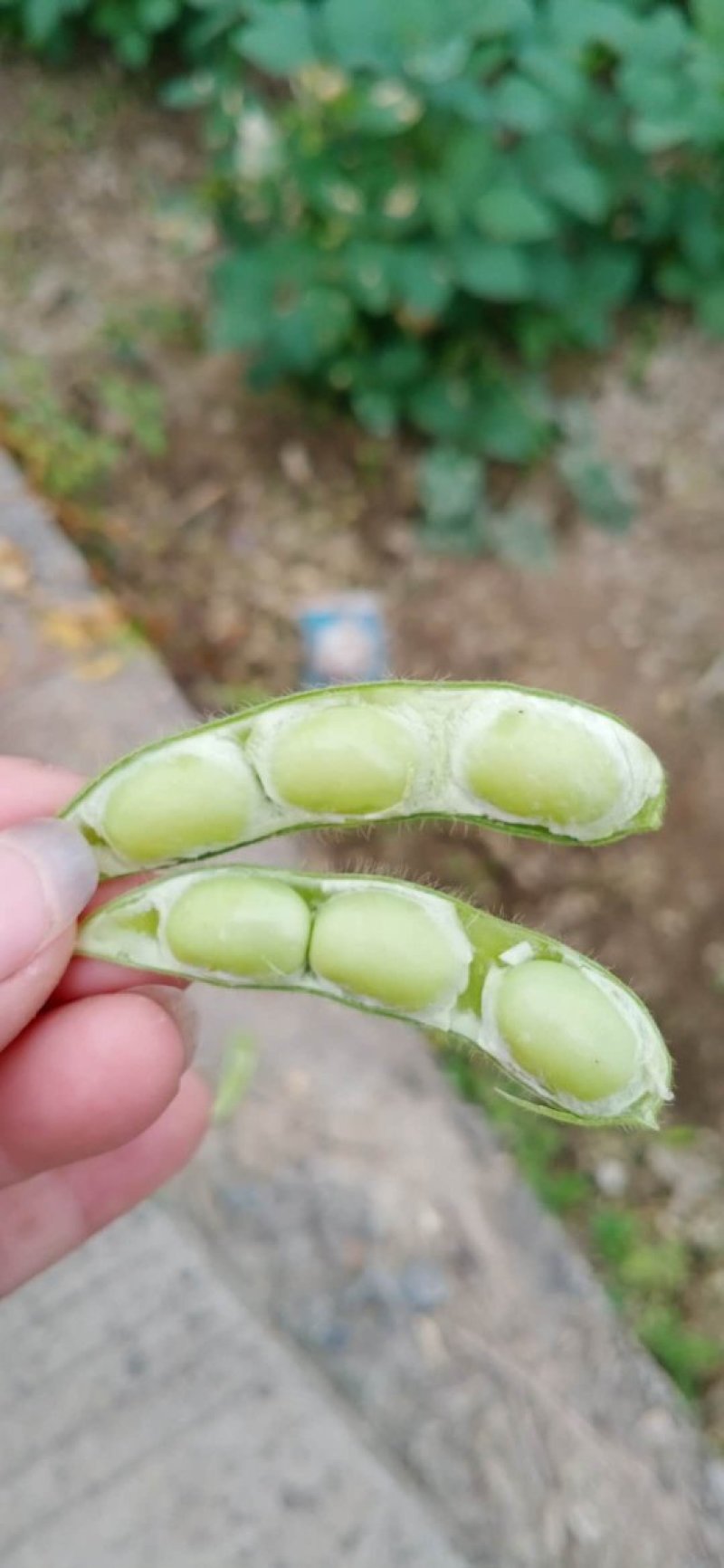 广西博白精品优质毛豆，货源充足，棵粒饱满，一条龙服务。