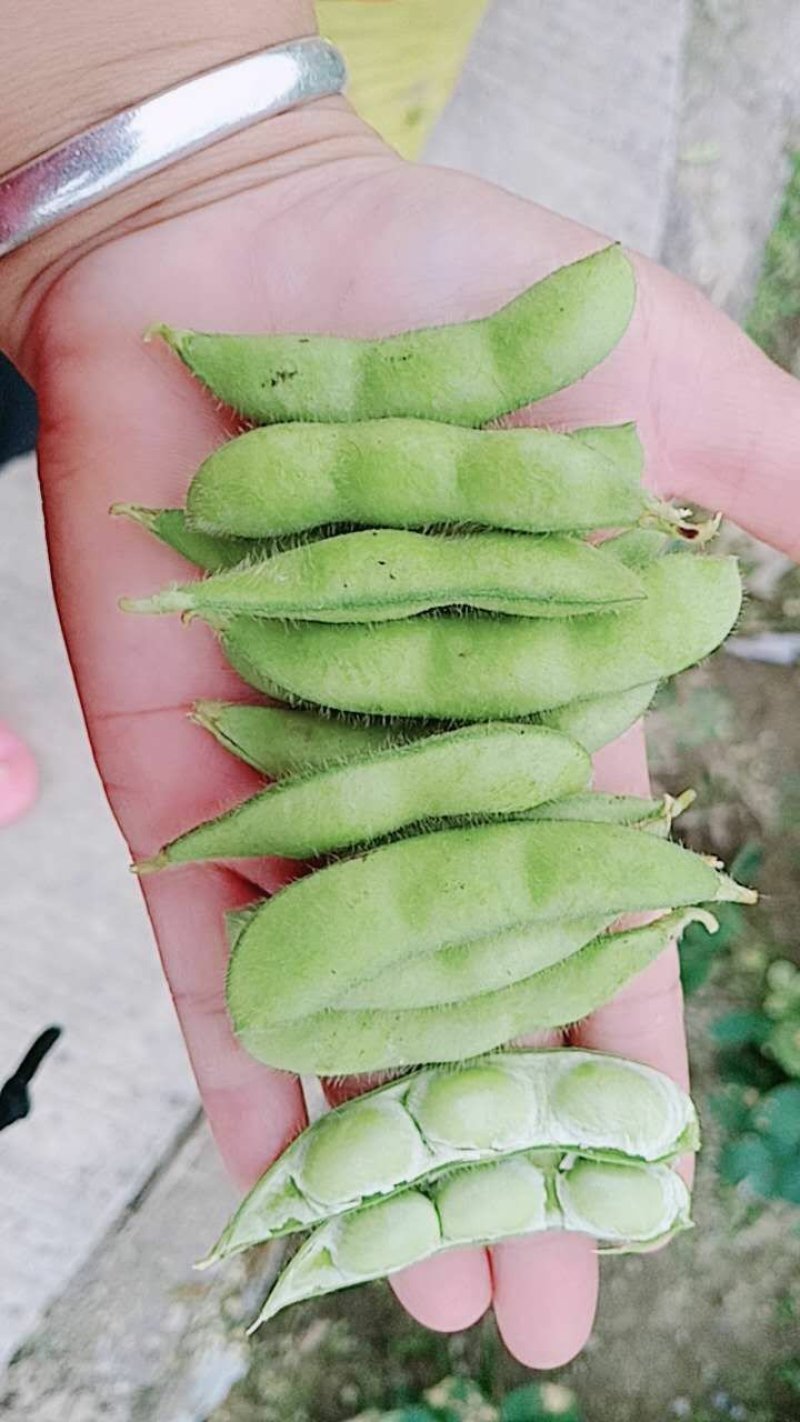 广西博白精品优质毛豆，货源充足，棵粒饱满，一条龙服务。