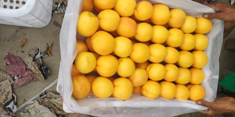 黄油桃套袋黄油套袋黄油河北黄油桃精品黄油桃黄油