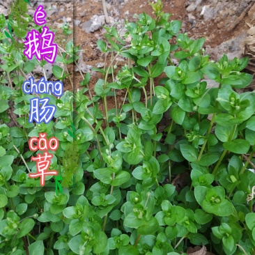 贵州毕节可乐乡古夜郎大山野生鹅肠菜野生全草下单现采现
