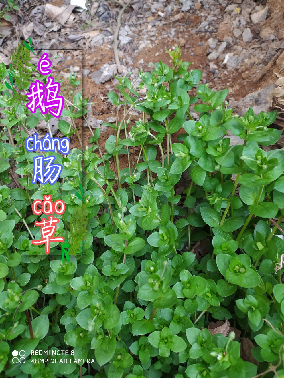 贵州毕节可乐乡古夜郎大山野生鹅肠菜野生全草下单现采现