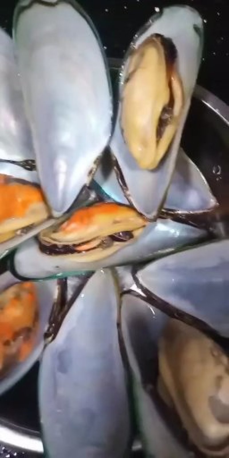 青口贝
