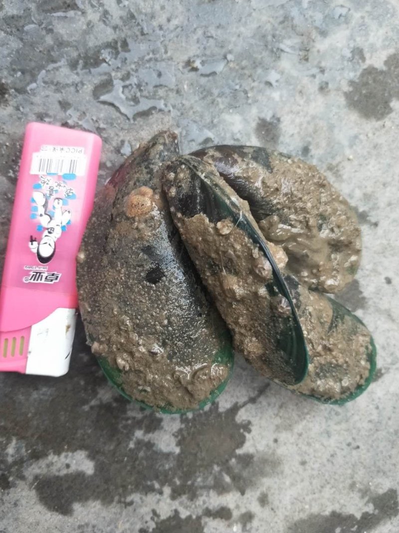 青口贝