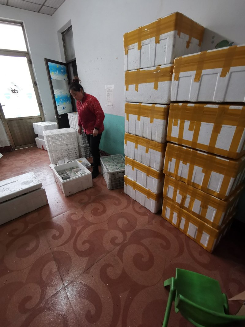 香椿芽苗菜无土栽培无任何添加常年有货欢迎前来咨询