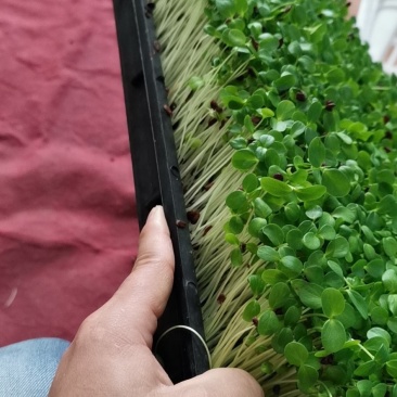 香椿芽苗菜无土栽培无任何添加常年有货欢迎前来咨询