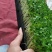 香椿芽苗菜无土栽培无任何添加常年有货欢迎前来咨询