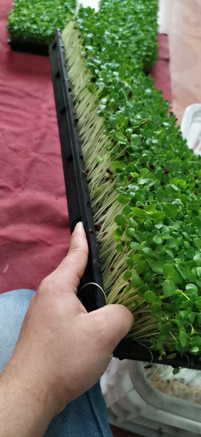 香椿芽苗菜无土栽培无任何添加常年有货欢迎前来咨询