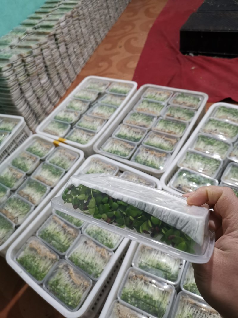 香椿芽苗菜无土栽培无任何添加常年有货欢迎前来咨询