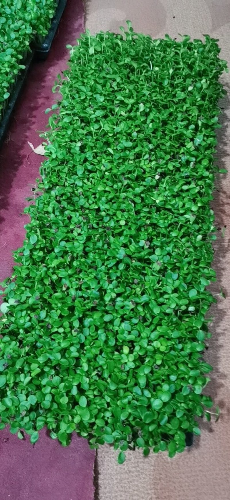 香椿芽苗菜无土栽培无任何添加常年有货欢迎前来咨询