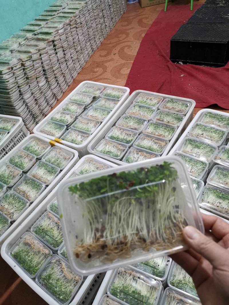 香椿芽苗菜无土栽培无任何添加常年有货欢迎前来咨询