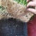 香椿芽苗菜无土栽培无任何添加常年有货欢迎前来咨询