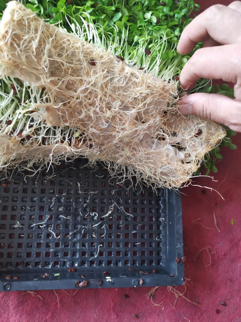 香椿芽苗菜无土栽培无任何添加常年有货欢迎前来咨询