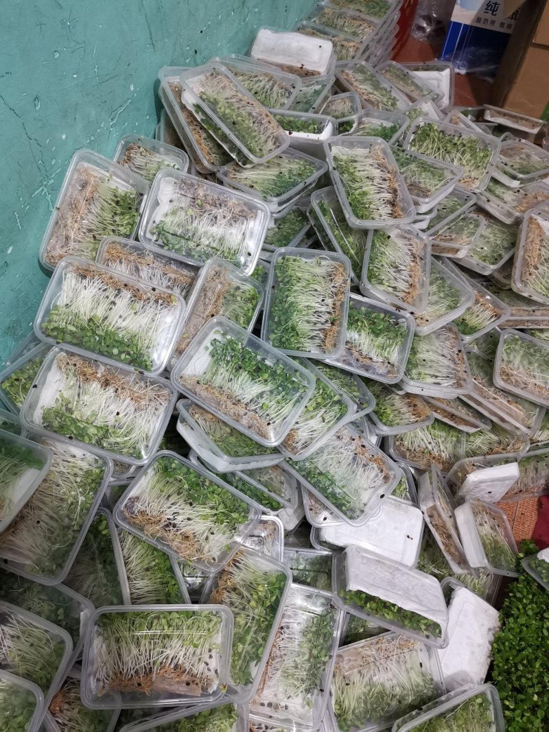 香椿芽苗菜无土栽培无任何添加常年有货欢迎前来咨询
