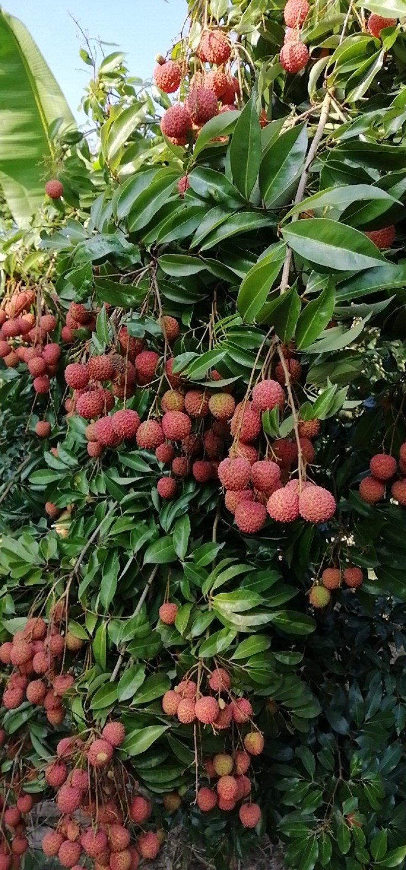 增城桂味荔枝