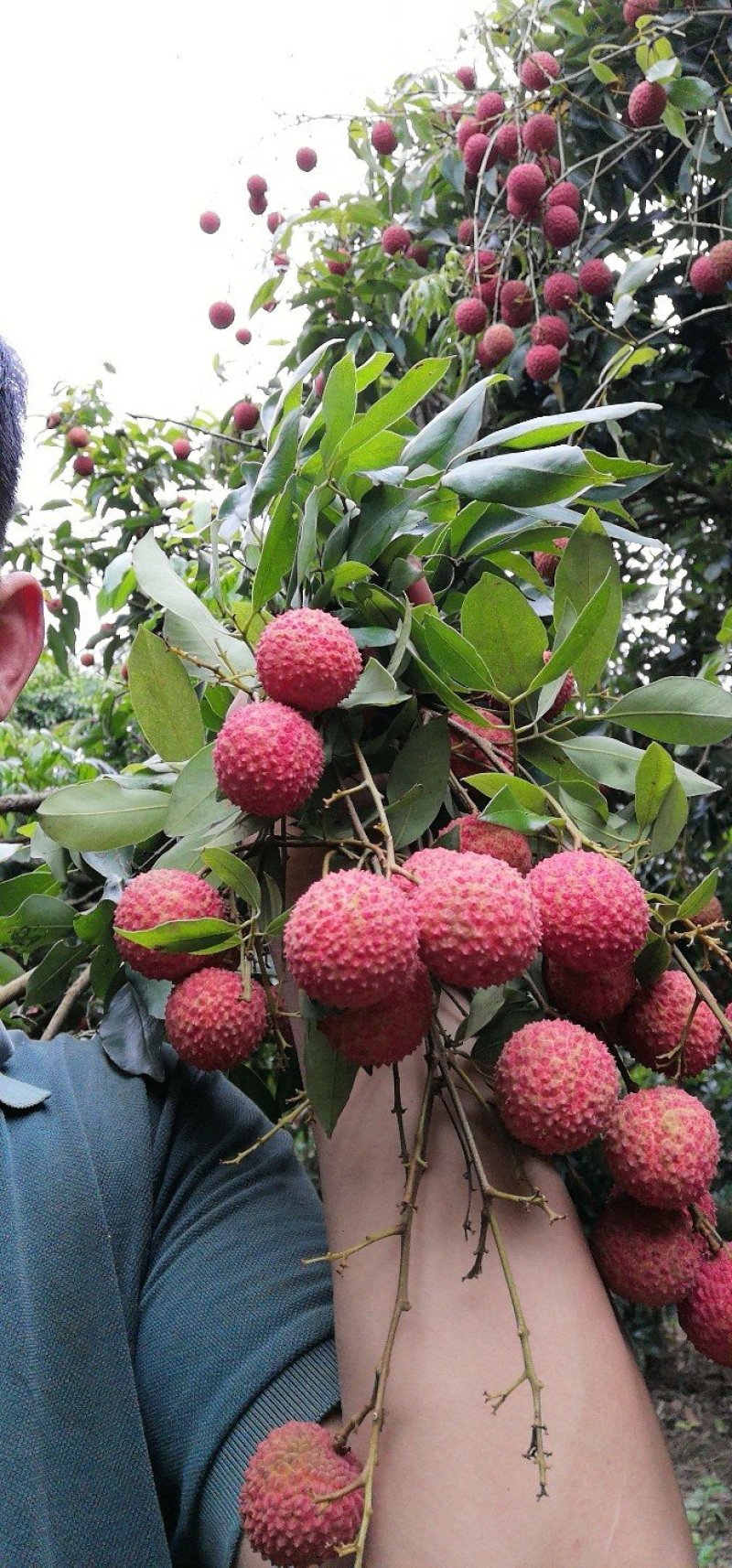 增城桂味荔枝