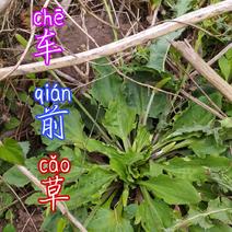 贵州大山野生车前草无污染生长在夜郎大地山泉水边