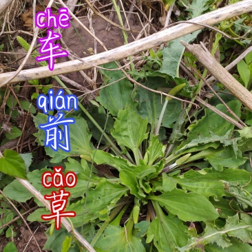 贵州大山野生车前草无污染生长在夜郎大地山泉水边