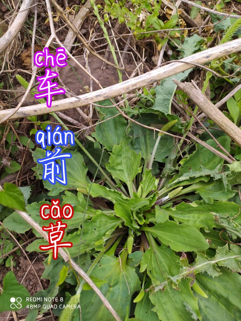 贵州大山野生车前草无污染生长在夜郎大地山泉水边
