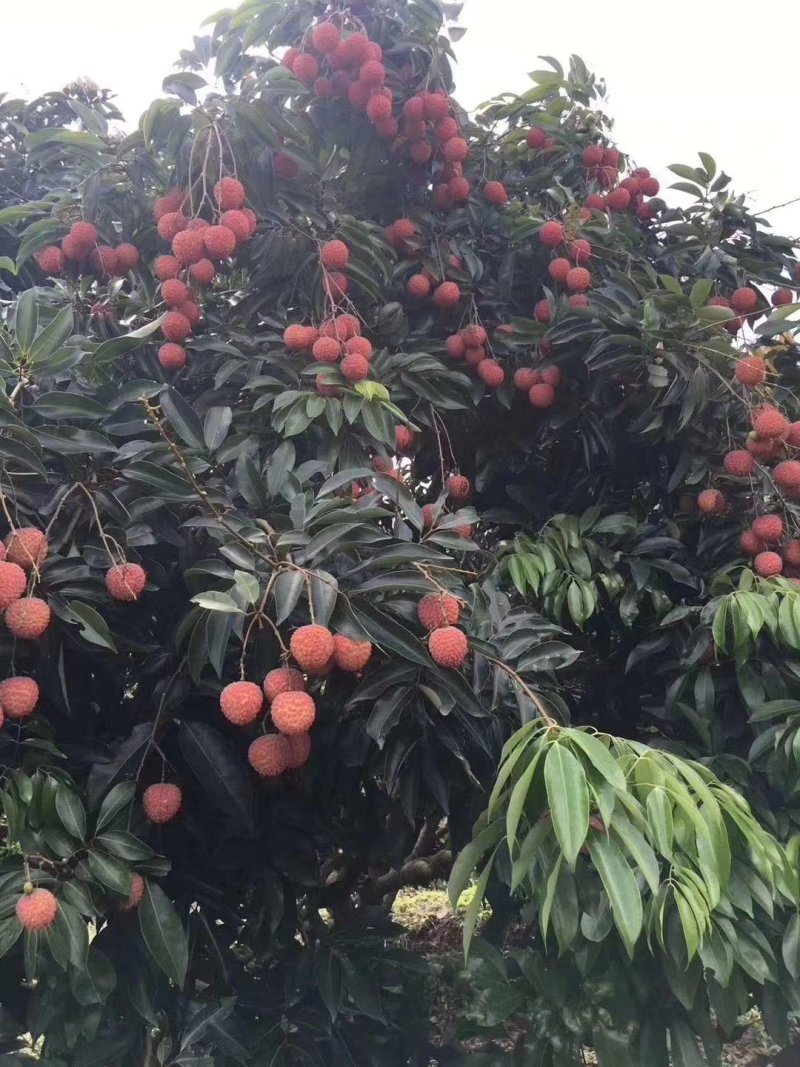 桂味荔枝