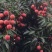 桂味荔枝