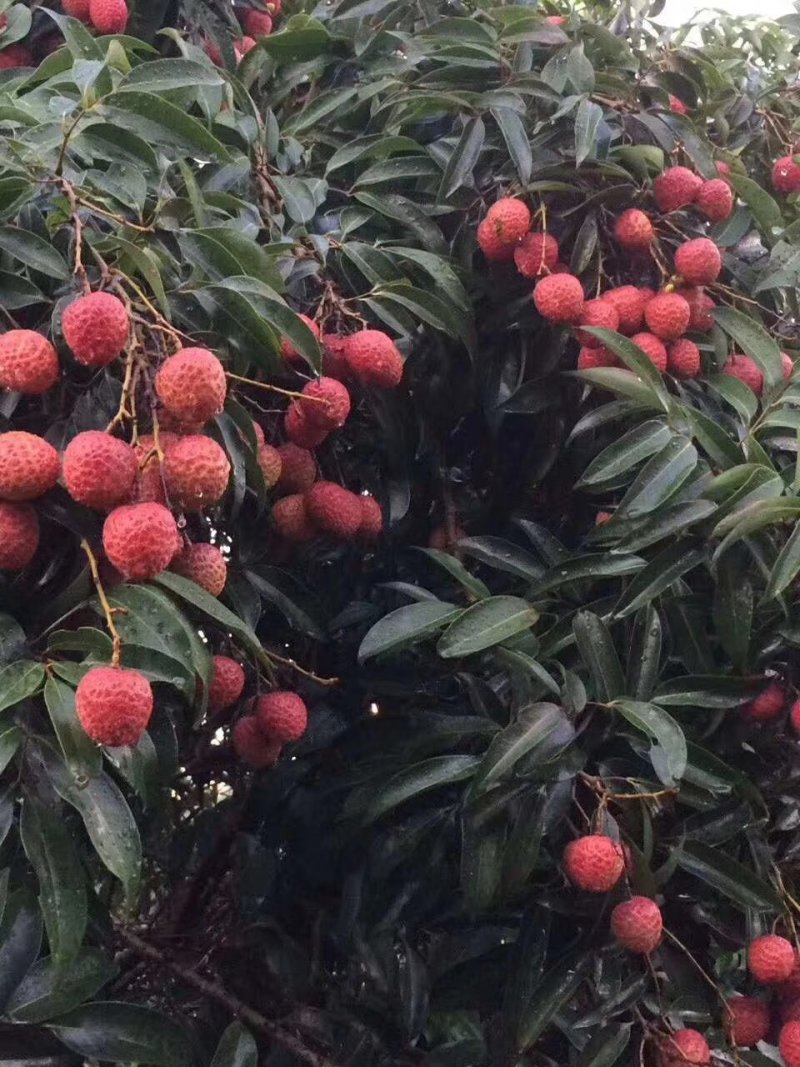 桂味荔枝
