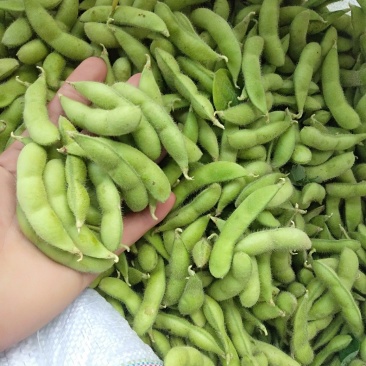 广西精品毛豆，颗粒饱满，产地直销，一手货源
