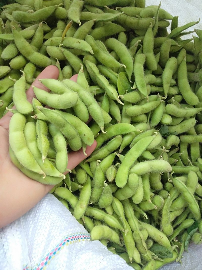 广西精品毛豆，颗粒饱满，产地直销，一手货源
