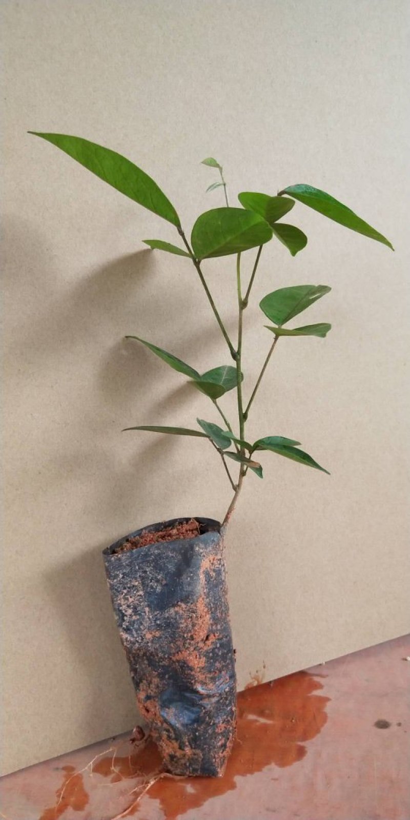 牛大力树苗小叶中叶牛大力树苗南北方种植当年成薯带土带叶包