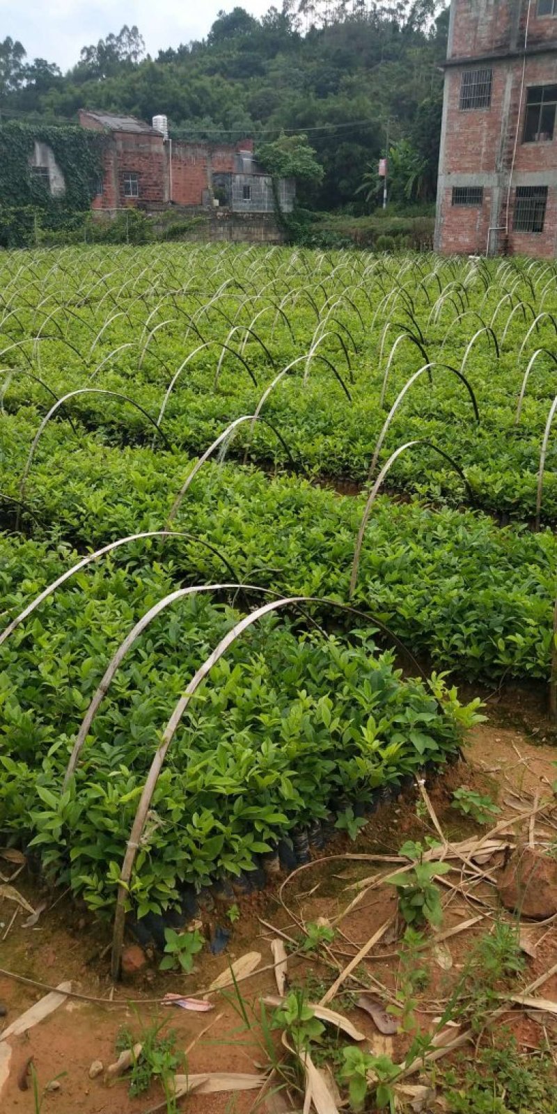 牛大力树苗小叶中叶牛大力树苗南北方种植当年成薯带土带叶包