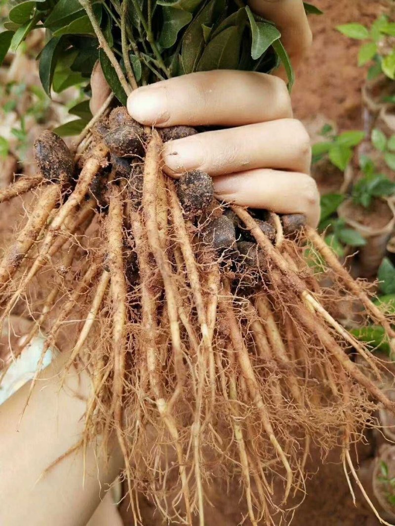 牛大力树苗小叶中叶牛大力树苗南北方种植当年成薯带土带叶包