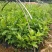 牛大力树苗小叶中叶牛大力树苗南北方种植当年成薯带土带叶包
