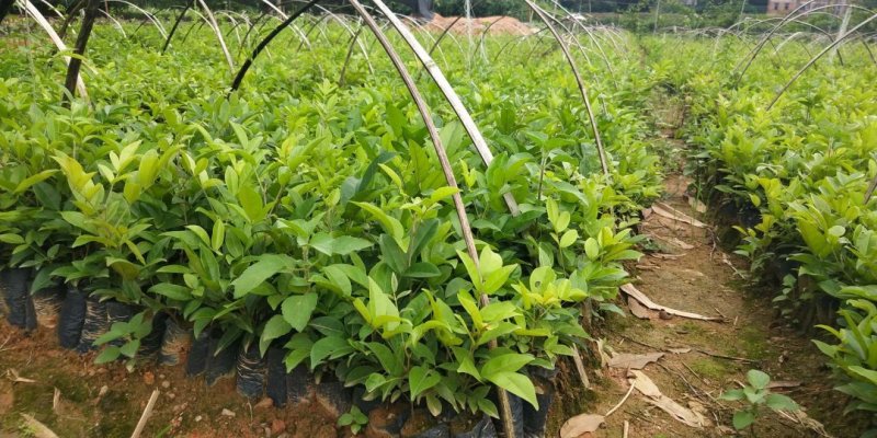 牛大力树苗小叶中叶牛大力树苗南北方种植当年成薯带土带叶包