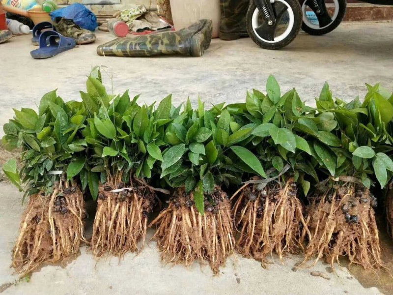 牛大力树苗小叶中叶牛大力树苗南北方种植当年成薯带土带叶包
