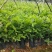 牛大力树苗小叶中叶牛大力树苗南北方种植当年成薯带土带叶包