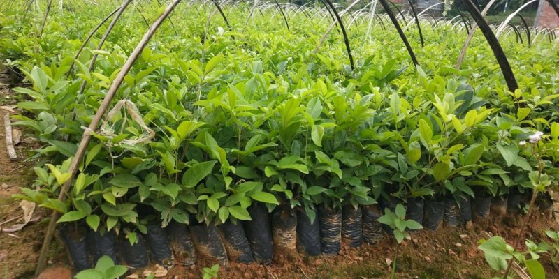 牛大力树苗小叶中叶牛大力树苗南北方种植当年成薯带土带叶包