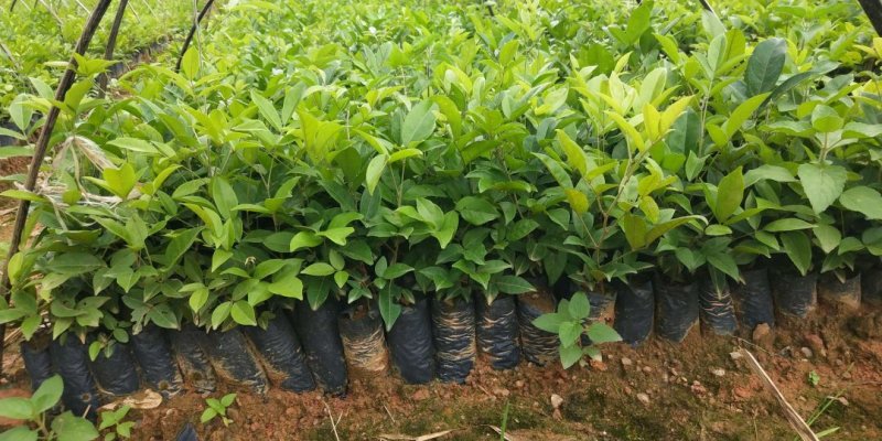 牛大力树苗小叶中叶牛大力树苗南北方种植当年成薯带土带叶包