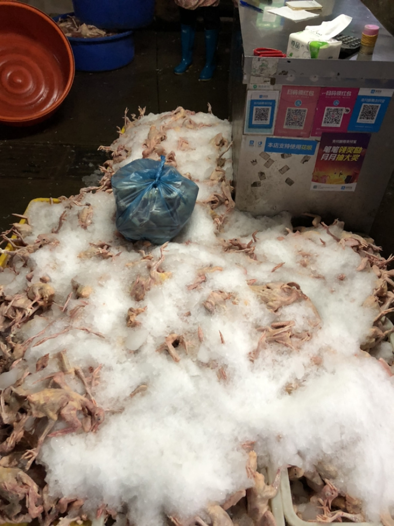 【优惠】养殖场直供现杀鸽子规格齐全满足客户需求