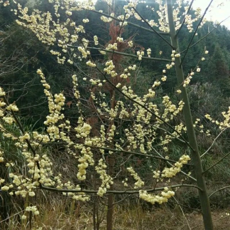 野生山胡椒木姜子树苗