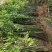 野生山胡椒木姜子树苗
