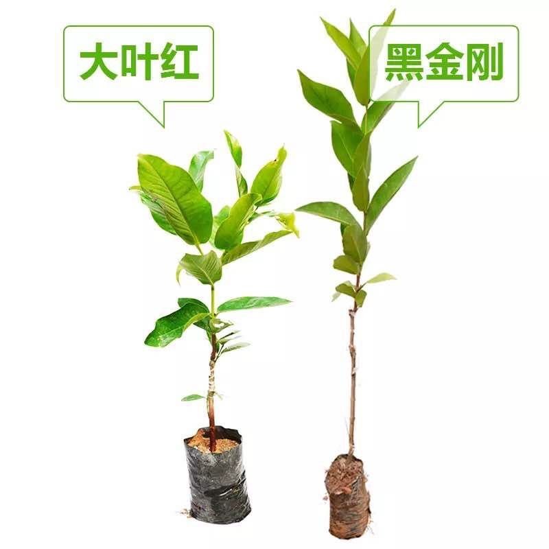 台湾黑金刚莲雾苗嫁接大叶红莲雾树苗盆栽