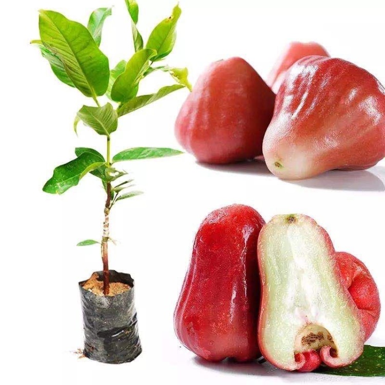 红莲雾苗批发]台湾黑金刚莲雾苗嫁接大叶红莲雾树苗盆栽价格4.00元/棵